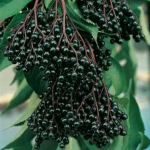 BoscoQuesta immagine mostra una pianta di sambuco nero che cresce in un bosco, producendo deliziose bacche di mirtillo Una fonte di cibo dolce e ricca di sostanze nutritive, raccolta da amanti della frutta