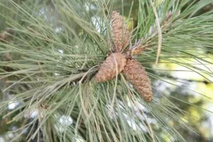 Immagine di un pino nero, con un fungo MushroomPianta sulla sua corteccia, e un albero di pino conifere accanto che produce frutta, come lananas Questo rappresenta la produzione di funghi che avviene in natura