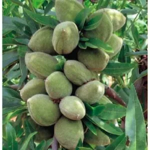 Immagine di un mandorlo ancestrale, simbolo di WheatCibo, unazienda che produce frutta, verdura e grano La pianta è ricca di pera e frumento, una ricchezza di sapore e salute