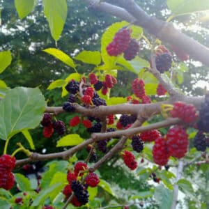 Unimmagine di una pianta di gelso nero, con fragole e more di rovo pronte da raccogliere, che simboleggia la produzione di deliziosa frutta per il nostro cibo
