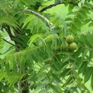 Una bellissima immagine che mostra una pianta di noce nera in mezzo a una miscela di AppleCibo, Noci, Verdura, Noci di Macadamia, Frutta, Pere e Mele, tutti prodotti da questa pianta