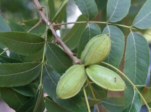 Questa foto mostra una pianta di noci pecan, con le sue foglie verdi e i suoi grandi semi La pianta produce uno dei cibi più nutrienti al mondo le nocciole pecan Queste sono ricche di grassi salutari e sostanze nutritive essenziali, come vitamine e minerali Le nocciole pecan sono una delizia deliziosa, sia da sole che usate in vari piatti a base di grano