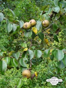 Un pero selvatico che cresce su un albero, generando cibo sano e nutriente per le persone una pianta che produce frutta dolce e succosa, la pera