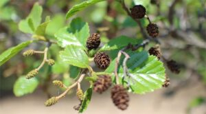 Immagine di un albero della vita imponente che produce bacche succose allaperto nella natura La sua conifera, ricca di frutta, porta vita e benessere
