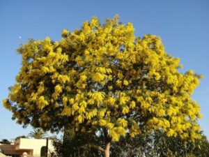 Questa immagine mostra una bellissima pianta di Mimosa, con i suoi fiori delicati e dal profumo intenso La vegetazione ricca e vibrante intorno a questo fiore dà vita a unatmosfera dolce e rilassante Lasciati trasportare dal profumo della Mimosa!