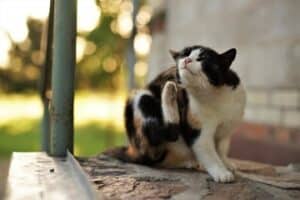 pulce del gatto foto