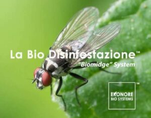 Punteruolo rosso in primo piano mentre punge una foglia, illustrazione di insetto tipicamente infestante
