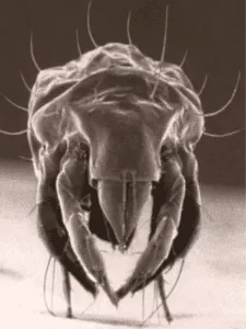 Acaro della polvere sotto il microscopio dopo una puntura, illustrazione dellarticolo sugli acari e la loro diffusione in Italia