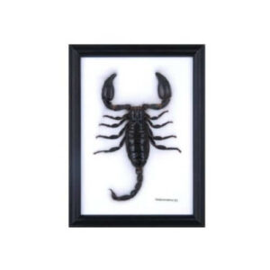 Scorpione italiano mentre punge, rappresentazione visiva dellimpatto degli scorpioni sullambiente domestico