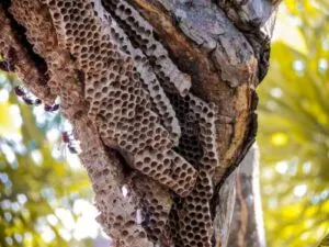 Un nido di vespe può durare da qualche settimana a vari mesi, secondo letà e la specie Scopri di più sui nidi di vespe e su chi contattare per rimuoverli in sicurezza