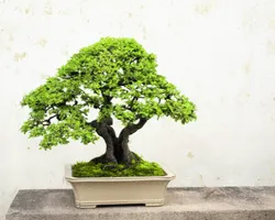quercia bonsai potatura