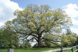 Questa immagine mostra la magnificenza della natura Una Quercia Alba, un WoodAlbero, un Tronco dalbero, un Platano, una ricca Vegetazione, lErba, una Panchina e un Boschetto di Legno, ci regalano la loro bellezza