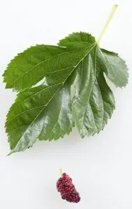 Soumei una produzione di fragole, cibo, frutta e piante con foglie di lampone, unimmagine che cattura la ricchezza della natura