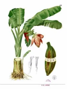 Una deliziosa banana RootBanana, un alimento naturale derivato dalle piante della frutta foglie, fiori, radici e prodotti deliziosi Una sola banana può soddisfare tutti i tuoi desideri!