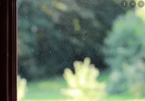 Disinfestazione professionale che rimuove un ragno