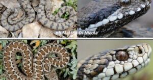 Rappresentazione di una persona che indossa un repellente per serpenti per proteggersi dai rischi e dalle preoccupazioni del morso di un serpente o di una vipera