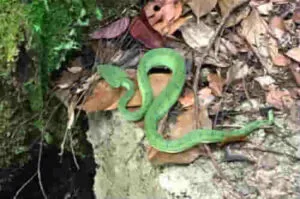 Immagine di un rettile come il marasso, mostrante le caratteristiche che lo differenziano da serpenti, bisce e vipere