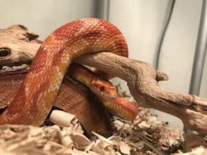 Immagine di un serpente pericoloso che rappresenta la necessità di prendere provvedimenti quando si sospetta la presenza di rettili pericolosi in casa o in giardino