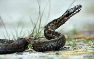 Rettili serpenti Professionali disinfestatori per serpenti in esistenza