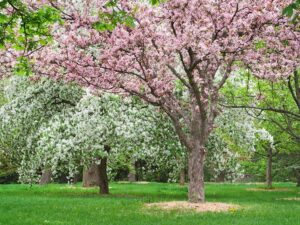 Una magica natura di meadowerba, dove laria aperta e un parco ricco di fiori e vegetazione creano uno scenario primaverile Un albero maestoso domina il prato di verde, rendendo lambiente magico