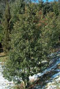 Unimmagine che ritrae la natura incontaminata un bosco di alberi con una ricca vegetazione, fogliame verde intenso e una fitta macchia di terra selvaggia Un luogo incantevole dove trascorrere del tempo allaperto