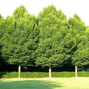 Limmagine ritrae un albero bianco imponente, una conifera appartenente al genere Taxus, il cipresso, una delle più frequenti forme di vegetazione Con la sua forma elegante, lalbero bianco, simile allabete, risalta tra laltra vegetazione