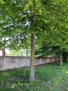Una foto che ritrae una meravigliosa foresta di Redmond, ricca di tigli, querce, platani e altri alberi Una scena di natura incontaminata, allaperto e ricca di vegetazione, che ci ricorda quanto sia bello e rilassante godere della tranquillità di una foresta