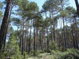 Un pino silvestre che abita una macchia mediterranea, circondato da un bosco di conifere, in armonia con la natura e le altre forme di vegetazione uno spettacolo dellhabitat albero per la terra