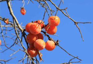 Questa immagine mostra un delizioso piatto composto da una mescolanza di prodotti naturali una patata, un cachi, una pera e una patata dolce Il cachi, anche conosciuto come kaki, è una deliziosa frutta di stagione che, insieme alle patate e alle mele, è unottima fonte di nutrienti La patata dolce, conosciuta anche come patata cibo, è un prodotto ricco di sostanze nutritive che può essere preparato in vari modi Questo piatto rappresenta un delizioso mix di frutta, verdura e tuberi che renderà felici tutti i palati