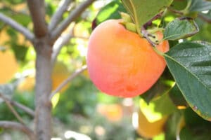 Questa immagine mostra un delizioso piatto composto da una mescolanza di prodotti naturali una patata, un cachi, una pera e una patata dolce Il cachi, anche conosciuto come kaki, è una deliziosa frutta di stagione che, insieme alle patate e alle mele, è unottima fonte di nutrienti La patata dolce, conosciuta anche come patata cibo, è un prodotto ricco di sostanze nutritive che può essere preparato in vari modi Questo piatto rappresenta un delizioso mix di frutta, verdura e tuberi che renderà felici tutti i palati