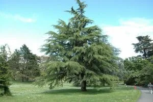 Immagine di una vasta foresta con alberi di cedro himalaico, quercia, abete, pino, e oak, conifere in primo piano, una persona in piedi sul pendio, una mucca che mangia lerba ai suoi piedi, e una borsa appesa ad un ramo Un magnifico paesaggio di natura selvaggia