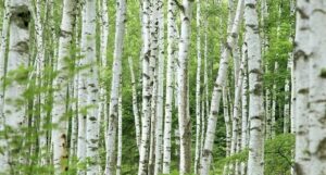 Questa immagine mostra una BarkAlbero, un albero fluviale con una corteccia bianca e screziata, che fa parte di una vegetazione composta da betulle La scena si svolge in un bel bosco di natura incontaminata allaperto, un piccolo boschetto di alberi da cui respirerà il fresco aria del mattino Una magnifica vista che ci ricorda quanto sia importante la terra che ci ospita