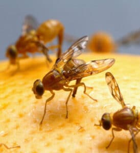 Vari rimedi naturali ed efficaci per combattere i moscerini nellambito della disinfestazione