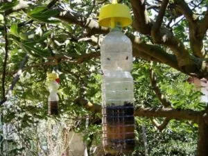 Vari rimedi casalinghi e commerciali per combattere le mosche, tra cui trappole adesive, spray repellenti e piante naturali
