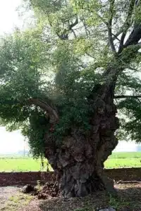 Un albero di tiglio della Virginia è una soluzione naturale di terapia medica cura, analisi, rimedio e terapia nei suoi rami