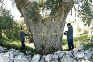 Uomo adulto fotografa un tronco dalbero di quercia da sughero con una camera albero mentre è seduto su una roccia