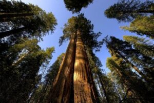 Unimmagine che rappresenta la bellezza della natura un albero gigante rosso che spicca tra la radura, circondato da una vasta distesa di terra allaperto ricoperta di vegetazione Una visione suggestiva che ricorda le grandi foreste pluviali, come la Foresta della Sequoia