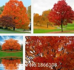 Immagine di un boschetto naturale ricco di vegetazione, con un albero di acero che offre unombra dolce come la cannella Un luogo ideale per godersi la natura allaperto