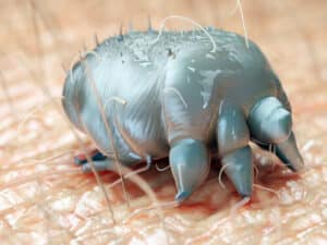 Specialista che esegue la disinfestazione ambientale per eliminare la scabbia