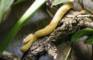 Una persona che scaccia un serpente, con un bastone o una pala, mentre indossa un paio di stivali da lavoro e un guanto protettivo