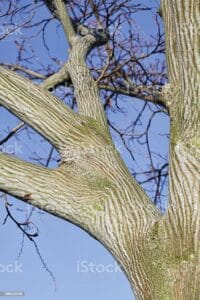 Una scala serpente che si arrampica lungo un tronco dalbero con una pianta rigogliosa in primo piano limmagine perfetta per apprezzare la bellezza della natura