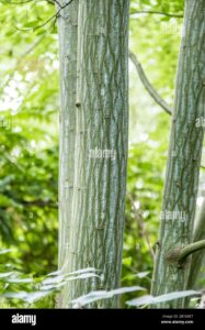 Questa immagine mostra la bellezza di una scala a serpente che si snoda tra la vegetazione di un bosco; la scala parte dalla terra e si arrampica su un albero, seguendo il tronco che si perde in alto tra le cime degli alberi È uno spettacolo di natura e di arie aperte che ci ricorda quanto sia affascinante la bellezza della vegetazione