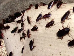 Immagine di uno scarafaggio senza testa, illustrazione del problema dei parassiti come le blatte, nellarticolo su disinfestazione fai da te vs professionale