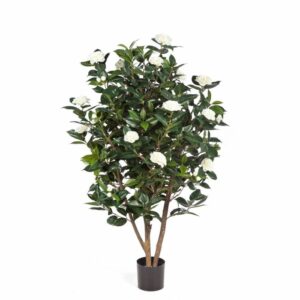 Una composizione floreale di amore, che include una pianta succulenta, una pianta in vaso, un fiore, un albero, una foglia, un bonsai e una rosa succulenta