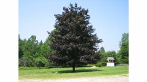 Un boschetto di aceri neri in un prato di erba e felci che si estende in un bosco allaperto, come un FernAlbero in una ricca vegetazione