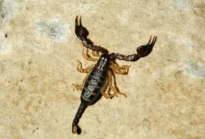 Scorpione nero comune ripreso in primo piano su una superficie rocciosa, tipico delle zone desertiche