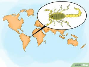 Scorpione nero da eliminare utilizzando metodi di prevenzione e sicurezza