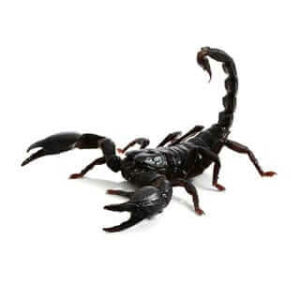 Scorpione comune marrone su fondo di roccia, simbolo delle specie di scorpioni che possono entrare nelle abitazioni