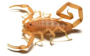 Scorpione domestico in posizione difensiva su un pavimento di piastrelle