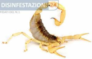 Scorpione nero trovato allinterno di una casa come indicazione di infestazione